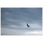 Sever je nuda, letim na jih