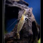 Caridina Japonica (1)