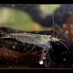 Caridina Japonica (2)