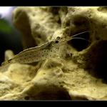 Caridina Japonica (3)