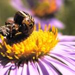 \"Tiše spinká ta malinká\"