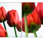 Tulipány