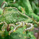 arti S S S S S S S ti