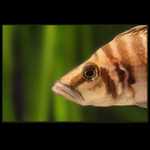 Altolamprologus Calvus