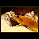 Neolamprologus ocelatus gold