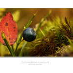 ...čučoriedkovo-machová...