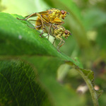 Ze života hmyzu :-)