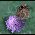 Vzpomínka na  léto