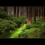 Na mechovém chodníčku