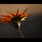 Gazánečka zezadu...