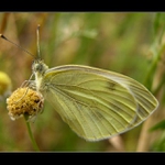 Jeden motýľ na konci leta