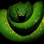 Morelia viridis