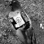 BlindDeaf ( buy this shit homie!)