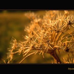 > Mystery of nature