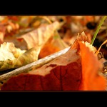 colours