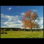 Podzim v Českém Lese