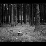 ...monochromní pohedy III...