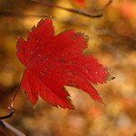 Rudá fáze odlomení