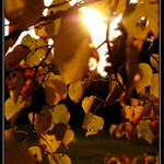 podzimní sluníčko