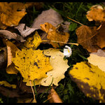 vzdorování podzimu