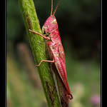 Říkají mi Stydlín