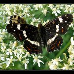 schovej mě, nerad se fotím