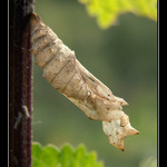 ještě si užije babí léto