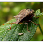 zanedlouho budu maminkou