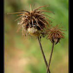 hmyzákova zimní schovka