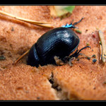 koukej, jakou mám sílu