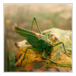 podzimní invalida II.