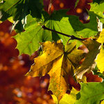 Podzimní malování