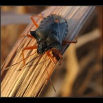 Podvečerní slunění