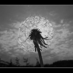 Pampeliškove slunce