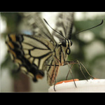 Zavřít oči,odlétám!