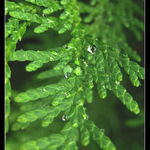 Když větev pláče 2.