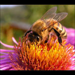 Vzpomínka babího léta