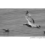 Čajka Jonathan Livingston