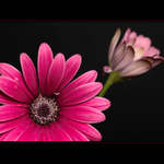 Osteospermum