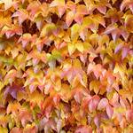 jesenna nostalgia II