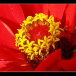 TO kam chodí hmyz SÁT