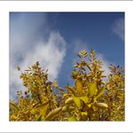 Nebe v koruně stromu