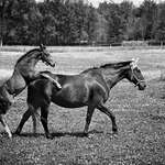 Nejsi na to trochu mladej :oĐ