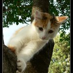 Nezvaný návštěvník