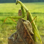 Po dobrom obede, zaslúžená siesta.