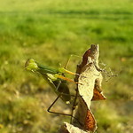 Tak čo pavúčik, dám si ťa teraz alebo potom :)