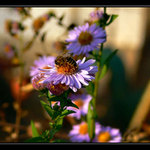 Posledné slnko posledný nektár... tohto roku