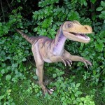 Velociraptor