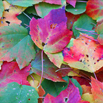 * V barvách podzimu *