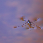 *  KRASOBRUSLAŘ   *